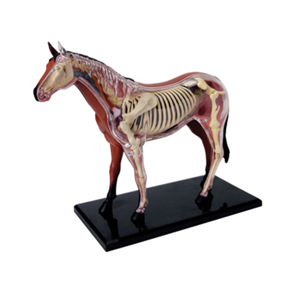 Tier Orgel Anatomie Modell 4D  – Science Diy Model Bewertung und Preis